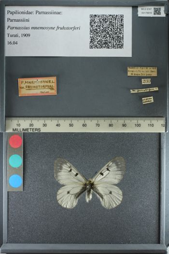 Media type: image;   Entomology 179916